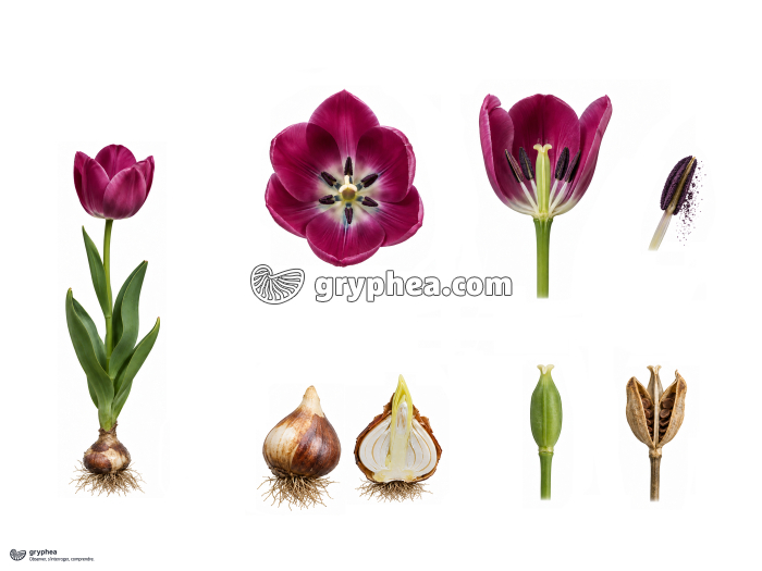 De la fleur au fruit chez la Tulipe - gryphea.com